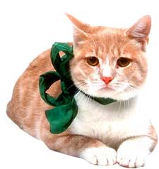 christmas cat